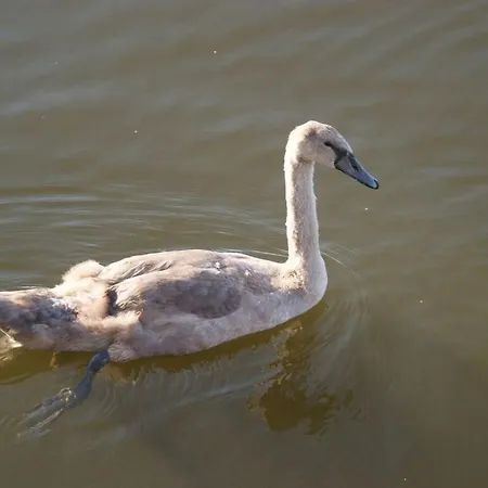 Majestic In Werder Apartment Werder (Havel)